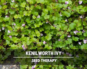 Kenilworth Ivy Seeds – Heirloom Ground Cover, Trailing Ivy, Easy to Grow, Shade Tolerant and Hardy | 100 Seeds