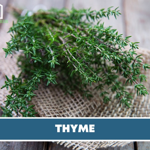50 Thyme Seeds Culinary and Medicinal Herb Thymus Vulgaris Etsy