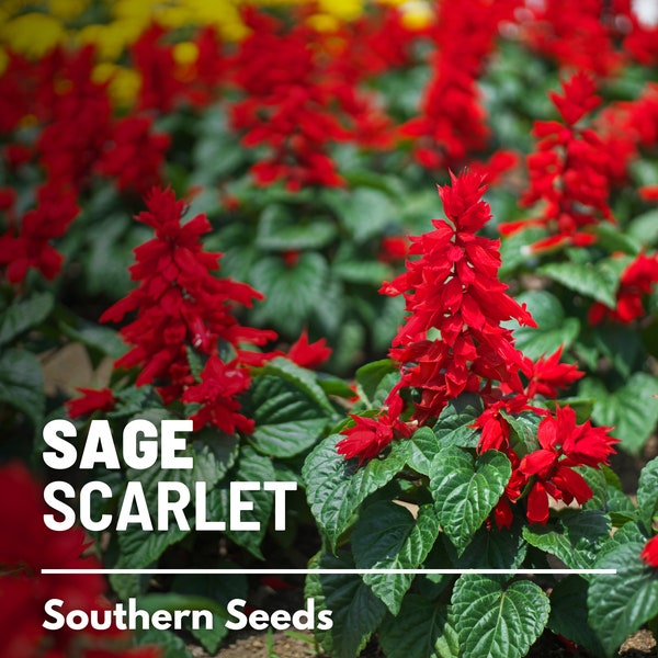 Sage, Scarlet - 100 Seeds - Heirloom Herb, Medicinal Plant, Attracts Hummingbirds, Non-GMO Flower, Garden Gift  (Salvia coccinea)