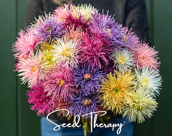 Needle Aster Seeds – Heirloom Cut Flower, Quill Petals, Callistephus Chinensis, Colorful Mix for Bouquets | 50 Seeds