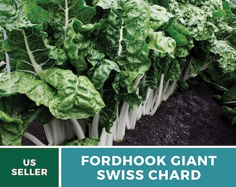 30 FORDHOOK SWISS CHARD SEEDS 2020 NON-GMO FREE SHIPPING! 