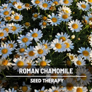 Roman Chamomile Seeds - Heirloom Tea Herb, Garden Favorite (300 Seeds)