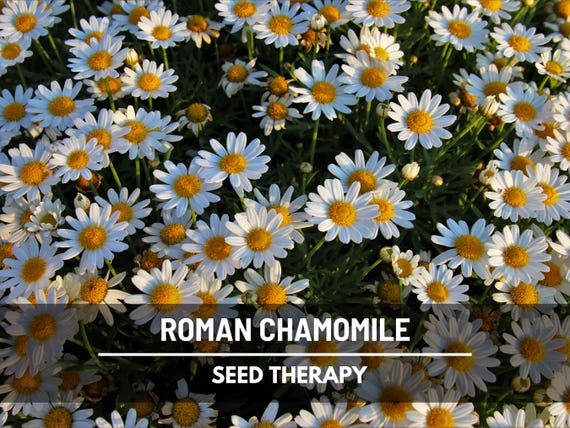 Roman Chamomile Seeds - Heirloom Tea Herb, Garden Favorite (300 Seeds)