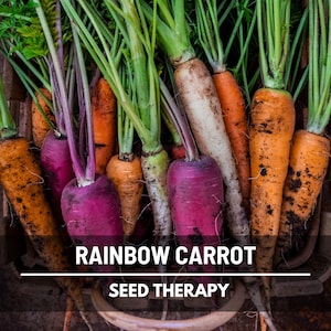Rainbow Blend Carrot Seeds – Heirloom Colorful Carrots, Open Pollinated & Non‑GMO, Vegetable Garden Favorite | 100 Seeds