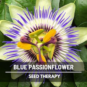 Passionflower, Blue (Bluecrown) - 20 Seeds - Heirloom Fruit Vine - Stunning Blooms - Culinary & Medicinal (Passiflora caerulea)