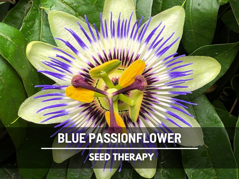Blue Passionflower Seeds (Passiflora caerulea) – Heirloom, Exotic Climber, Bluecrown (20 Seeds) image 7
