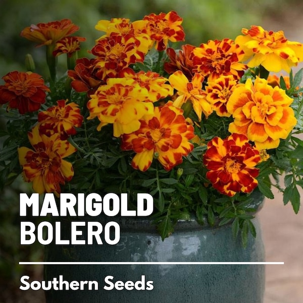 Marigold French, Bolero - 50 Seeds - Heirloom Flower - Fiery Orange and Red Blooms (Tagetes patula)