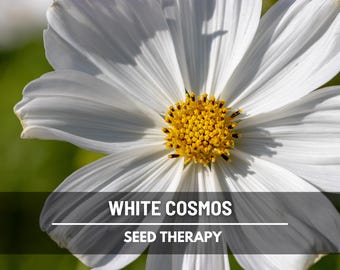 Semillas de Cosmos Purity – Flor tradicional, flores blancas puras y fácil de cultivar, planta clásica de jardín de flores silvestres / 100 semillas