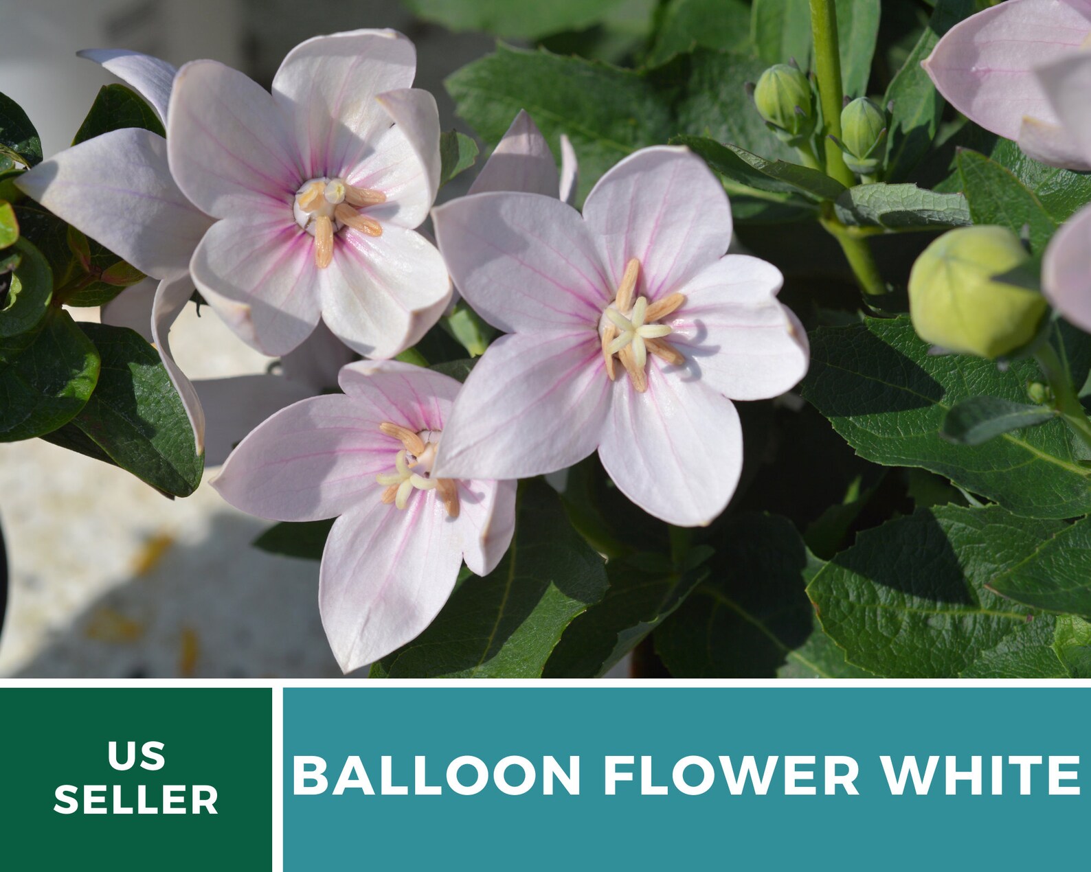 Balloon Flower White 50 Seeds Beautiful New Garden Staple Etsy