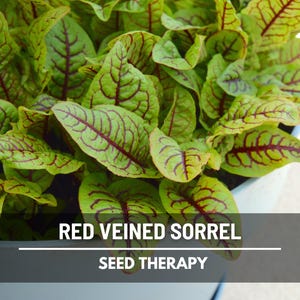 Semillas de acedera de venas rojas – Variedad tradicional, hierba culinaria y medicinal, venas rojas vibrantes, sabor ácido, favorita del jardín / 200 semillas imagen 5