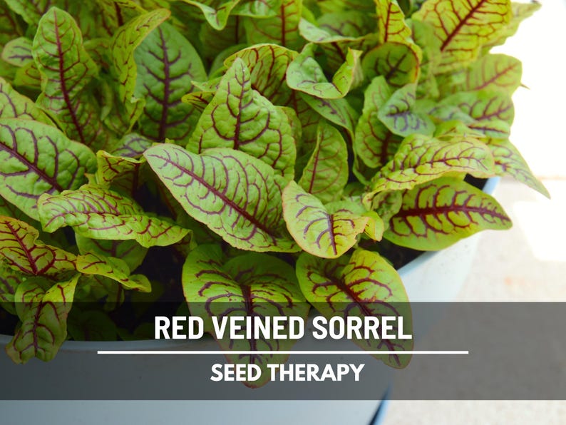 Semillas de acedera de venas rojas – Variedad tradicional, hierba culinaria y medicinal, venas rojas vibrantes, sabor ácido, favorita del jardín / 200 semillas imagen 5