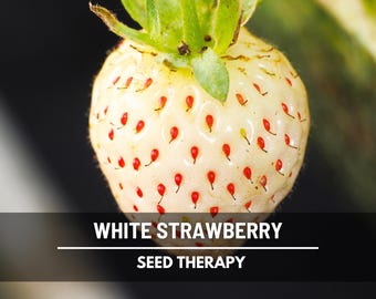 White Soul Strawberry Seeds – Heirloom Fruit, White Sweet Berries, Vigorous Plant, Non-GMO, Garden Gift | 100 Seeds
