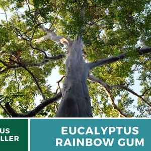 May include: A tall Eucalyptus tree with a smooth, gray bark and green leaves. The tree is called a Rainbow Gum.
