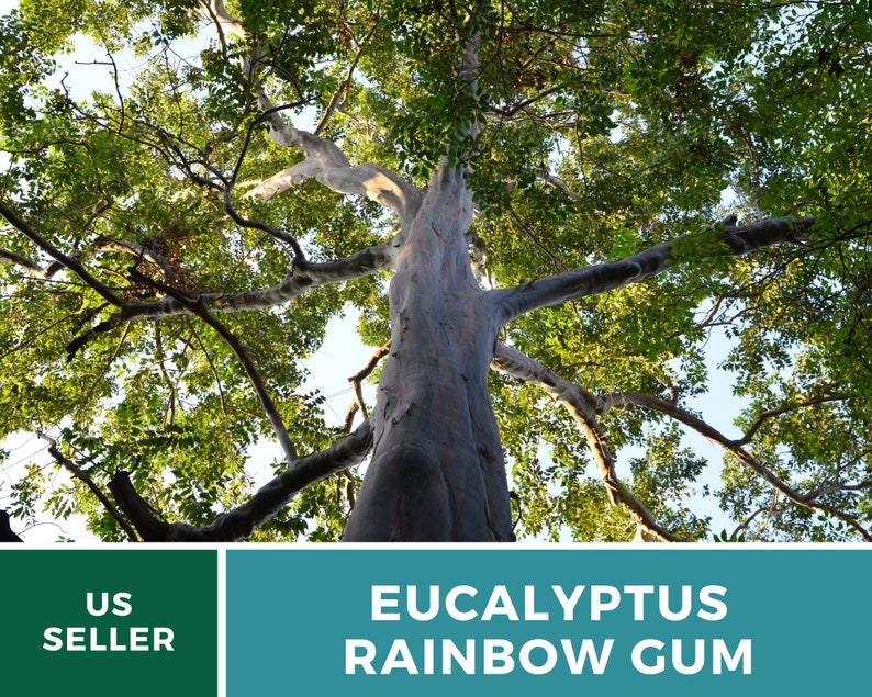 May include: A tall Eucalyptus tree with a smooth, gray bark and green leaves. The tree is called a Rainbow Gum.