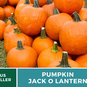 May include: A pile of orange pumpkins, ready to be carved into jack-o'-lanterns for Halloween.  US Seller.