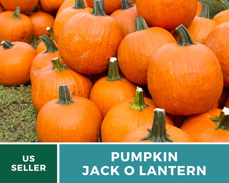 May include: A pile of orange pumpkins, ready to be carved into jack-o'-lanterns for Halloween.  US Seller.