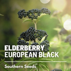 Elderberry, European Black - 50 Seeds - Heirloom Fruit - Open Pollinated - Non-GMO (Sambucus nigra)