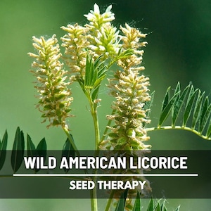 Wild American Licorice plant with tall green stems and yellow flower spikes – Seed Therapy