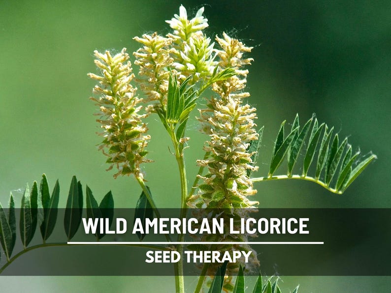 Wild American Licorice plant with tall green stems and yellow flower spikes – Seed Therapy