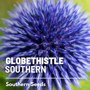 Puede incluir: Primer plano de una flor de cardo azul en forma de globo. La flor est&aacute; en flor y tiene una textura espinosa. El texto "GLOBETHISTLE SOUTHERN" y "Southern Seeds" es visible debajo de la flor.
