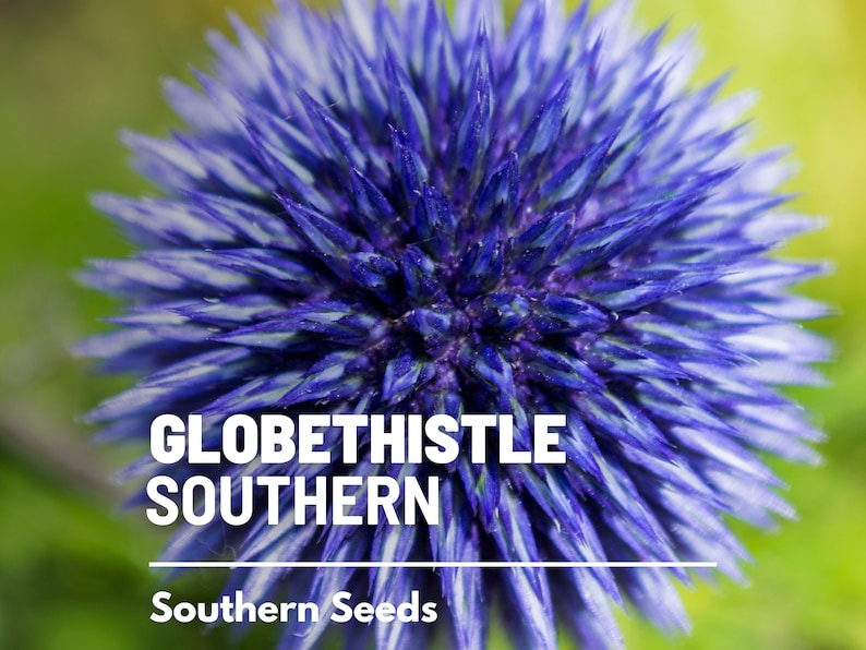 Puede incluir: Primer plano de una flor de cardo azul en forma de globo. La flor est&aacute; en flor y tiene una textura espinosa. El texto "GLOBETHISTLE SOUTHERN" y "Southern Seeds" es visible debajo de la flor.