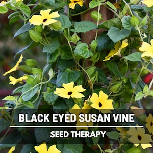 Black-Eyed Susan Vine Mix Seeds – Best Seller! Heirloom Medicinal and Ornamental Climbing Flower, Colorful Vines for Gardens | 50 Seeds