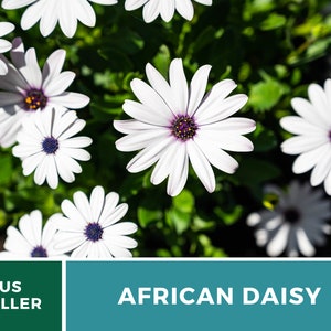 Daisy, African White Cape Marigold 25 Seeds Heirloom Flower White Blooms Dimorphotheca pluvialis image 3