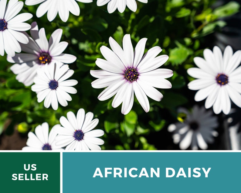 Daisy, African White Cape Marigold 25 Seeds Heirloom Flower White Blooms Dimorphotheca pluvialis image 3