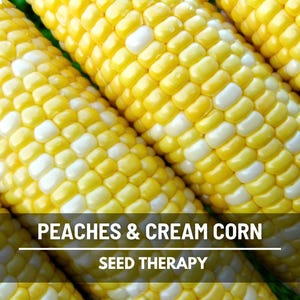 Peaches & Cream Sweet Corn Seeds – Hybrid Sweet Corn, Non-GMO, Early Maturing, Bicolor and Productive Garden Favorite | 30 Seeds