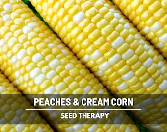 Peaches & Cream Sweet Corn Seeds – Hybrid Sweet Corn, Non-GMO, Early Maturing, Bicolor and Productive Garden Favorite | 30 Seeds