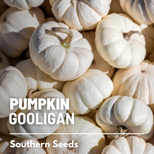 Peut inclure: Un tas de petites citrouilles Gooligan blanches avec des surfaces textur&eacute;es et des tiges brunes. Les citrouilles sont de tailles et de formes vari&eacute;es, avec le texte "PUMPKIN GOOLIGAN" et "Southern Seeds" en blanc.