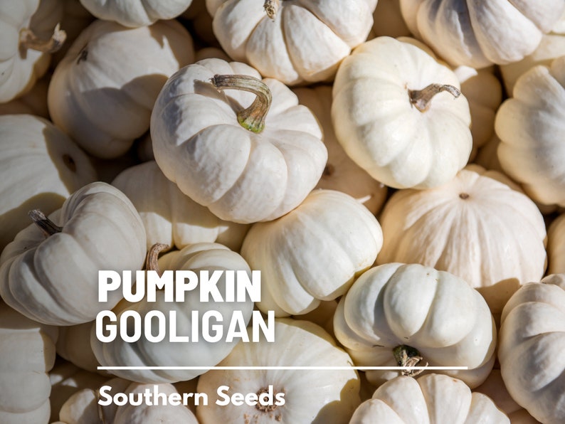Peut inclure: Un tas de petites citrouilles Gooligan blanches avec des surfaces textur&eacute;es et des tiges brunes. Les citrouilles sont de tailles et de formes vari&eacute;es, avec le texte "PUMPKIN GOOLIGAN" et "Southern Seeds" en blanc.