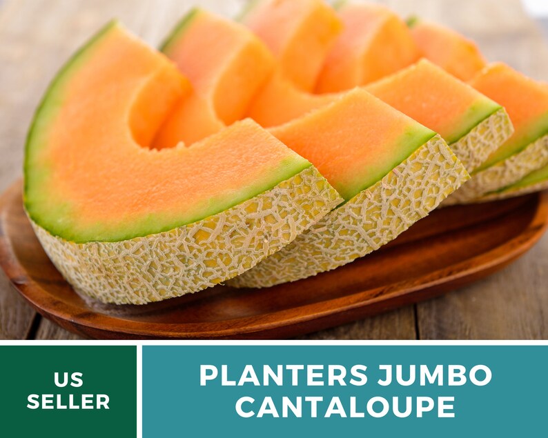 Melon Planter's Jumbo Cantaloupe Heirloom Seeds Non Etsy