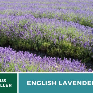 K&ouml;nnte beinhalten: Ein Feld mit violetten englischen Lavendelbl&uuml;ten. Der Text "US SELLER" und "ENGLISH LAVENDER" ist am unteren Rand des Bildes zu sehen.
