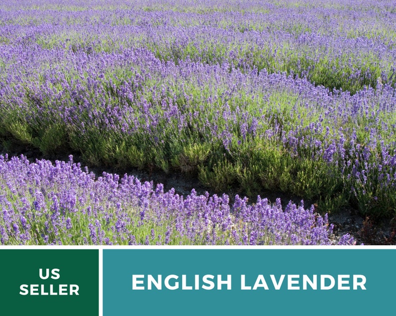 K&ouml;nnte beinhalten: Ein Feld mit violetten englischen Lavendelbl&uuml;ten. Der Text "US SELLER" und "ENGLISH LAVENDER" ist am unteren Rand des Bildes zu sehen.