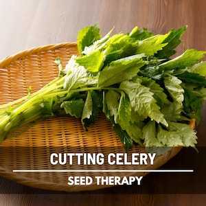 Cutting Celery Seeds – Heirloom Leaf Celery, Open Pollinated & Non-GMO, Aromatic Culinary Herb, Easy to Grow | 200 Seeds