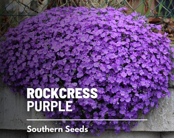 Rockcress, Purple (Cascade) - 250 seeds - Flower, Vibrant Blooms, Spreading and Ground-Covering, Attracts Pollinators (Aubrieta deltoidea)