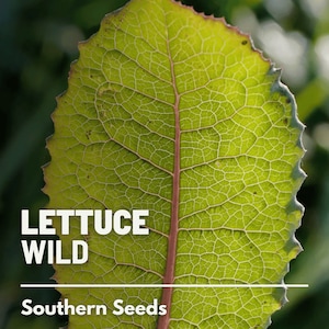 Lettuce, Wild - 20 Seeds - Heirloom Culinary & Medicinal Herb - Open Pollinated - Non-GMO (Lactuca virosa)