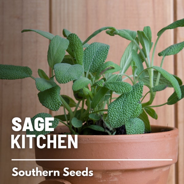 Sage, Kitchen - 50 Seeds - Heirloom Herb, Medicinal & Culinary, Flavorful, Fragrant, Garden Gift, Non-GMO (Salvia officinalis)