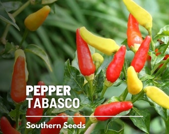 Pepper, Tabasco - 50 Seeds - Heirloom Vegetable - Non-GMO - Very Spicy - Ideal for Making Tabasco Sauce (Capsicum frutescens)