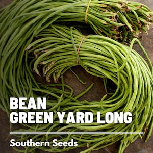 Pu&ograve; includere: Un mazzo di fagiolini verdi lunghi, chiamati "yard long beans", legati insieme con elastici. I fagiolini sono disposti in cerchio su una superficie di legno. Il testo "BEAN GREEN YARD LONG" e "Southern Seeds" &egrave; stampato sotto i fagiolini.