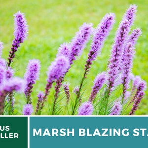May include: A close-up of a cluster of purple marsh blazing star flowers in bloom. The flowers are tall and slender, with delicate petals. The background is a blur of green grass.