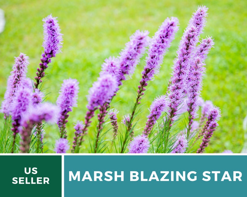 May include: A close-up of a cluster of purple marsh blazing star flowers in bloom. The flowers are tall and slender, with delicate petals. The background is a blur of green grass.