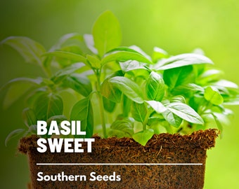 Basil, Sweet (Common Basil) - 250 Seeds - Heirloom Culinary & Medicinal Herb - Non-GMO (Ocimum basilicum)