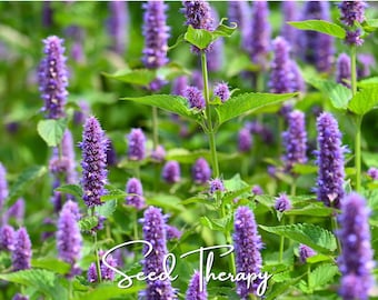 May include: A field of vibrant purple Agastache flowers with green serrated leaves, featuring the white cursive text Seed Therapy overlaid at the bottom center of the image, capturing the dense vertical spikes of the blooming perennial plants.