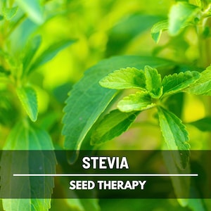 Stevia Seeds (Sugar Leaf) – Heirloom Herb, Natural Sweetener, Sugar Alternative, Medicinal Plant, Stevia rebaudiana | 50 Seeds image 9