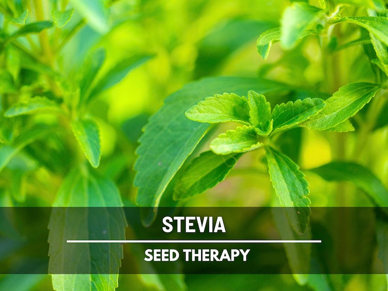 Stevia Seeds (Sugar Leaf) – Heirloom Herb, Natural Sweetener, Sugar Alternative, Medicinal Plant, Stevia rebaudiana | 50 Seeds image 9