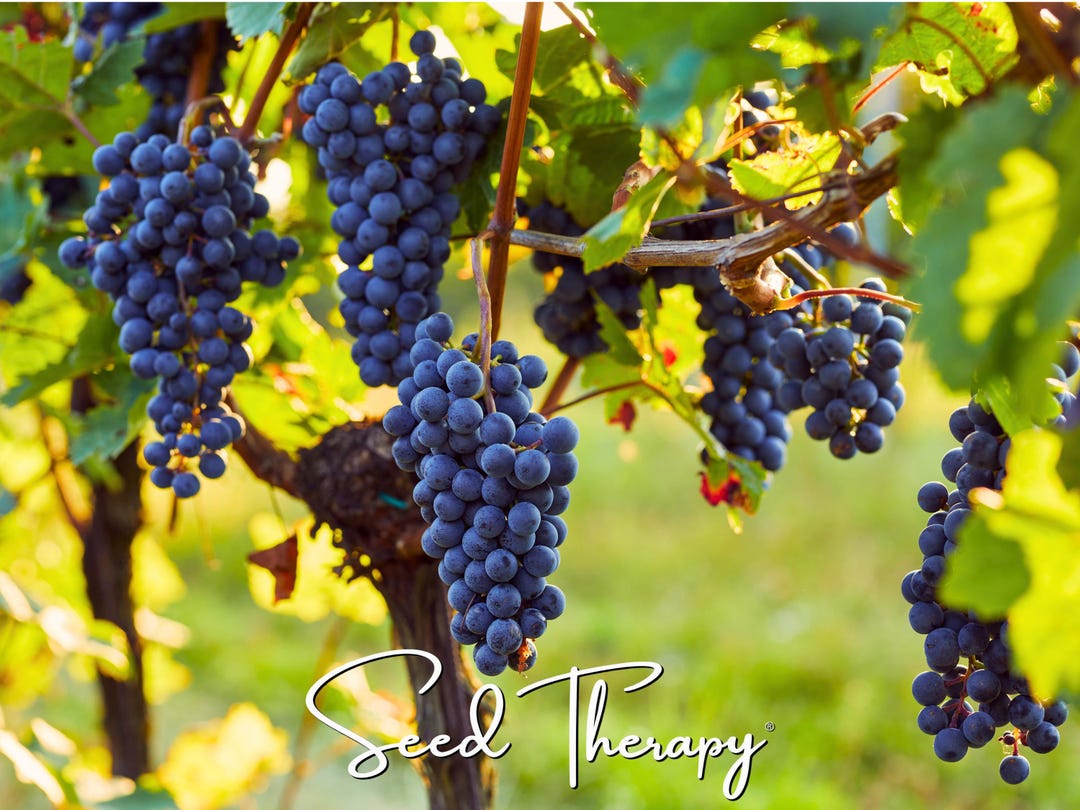 Wine Grape Seeds – Heirloom Fruit, Wine-making & Vineyard Favorite