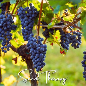 10 Seeds| Grapes Wine Seeds - Authentic Seeds ~ Vegetable Seeds