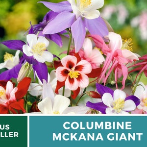 Columbine, McKana Giant mix 100 seeds Hybrid Flower AAS Winner Aquilegia coerulea image 7